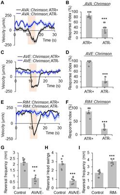 A C. elegans neuron both promotes and suppresses motor behavior to fine tune motor output
